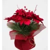 Best Pirce 🎉 Myer Giftorium Heirloom Potted 🎁 Christmas Poinsettia With Pine Detail ⌛ -The Christmas Shop Sales unnamed file 320