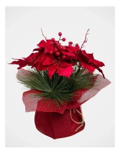 Best Pirce π Myer Giftorium Heirloom Potted π Christmas Poinsettia With Pine Detail β